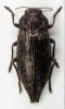 Dicerca alni